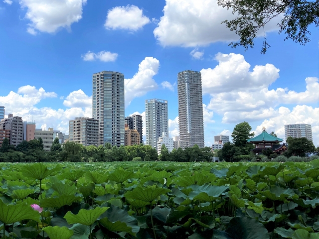上野公園の不忍池から見える高層マンション